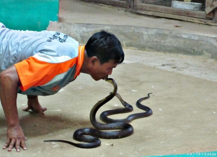 Фото змеи